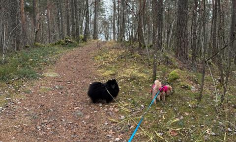 Metsäpolku. Mervi Hemminki